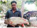 Cá sủ vàng 5,5kg mắc lưới ngư dân trên sông Hậu